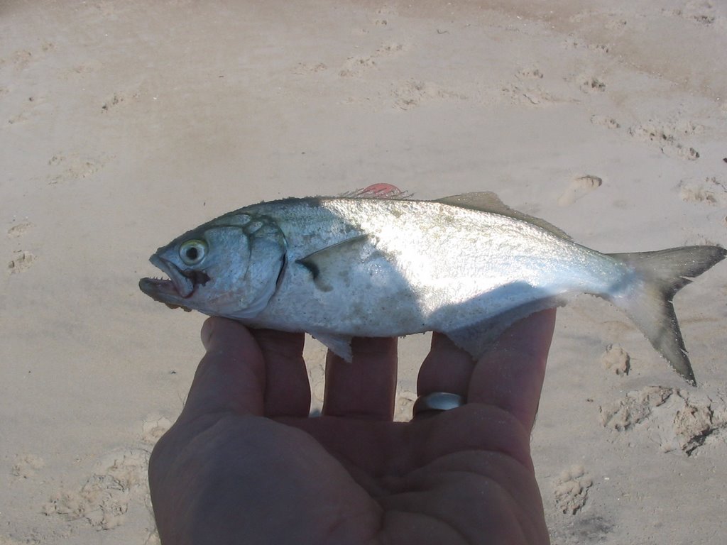 Mountain Musings My First Bluefish
